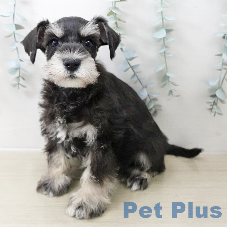 千葉県のミニチュアシュナウザー (ペットプラス 八千代緑が丘店/2025年11月12日生まれ/女の子/ブラックシルバー)の子犬の1枚目の画像