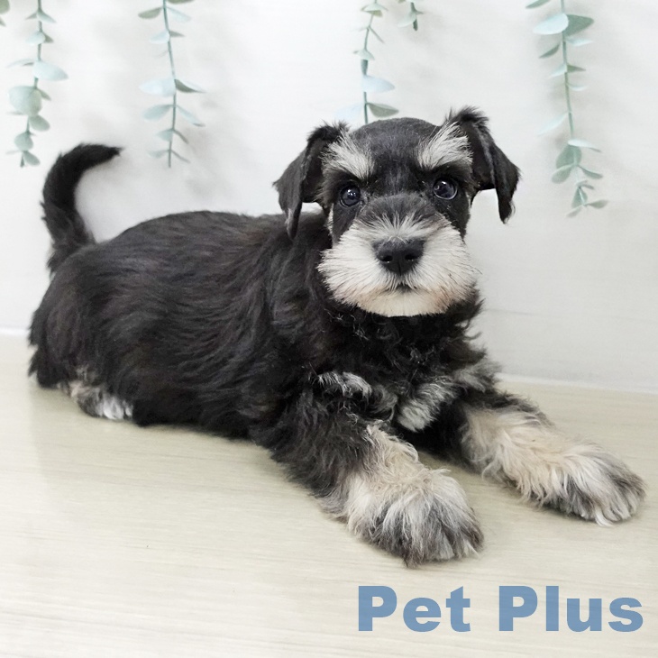 千葉県のミニチュアシュナウザー (ペットプラス 八千代緑が丘店/2025年11月12日生まれ/女の子/ブラックシルバー)の子犬の2枚目の画像