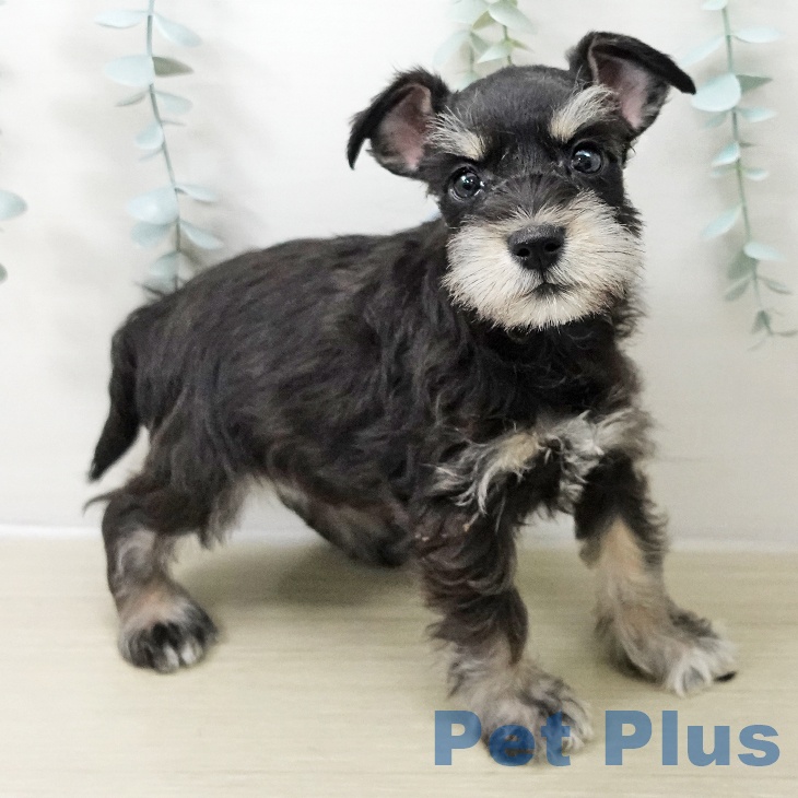 神奈川県のミニチュアシュナウザー (ペットプラス テラスモール湘南店/2025年11月12日生まれ/女の子/ブラックシルバー)の子犬の1枚目の画像