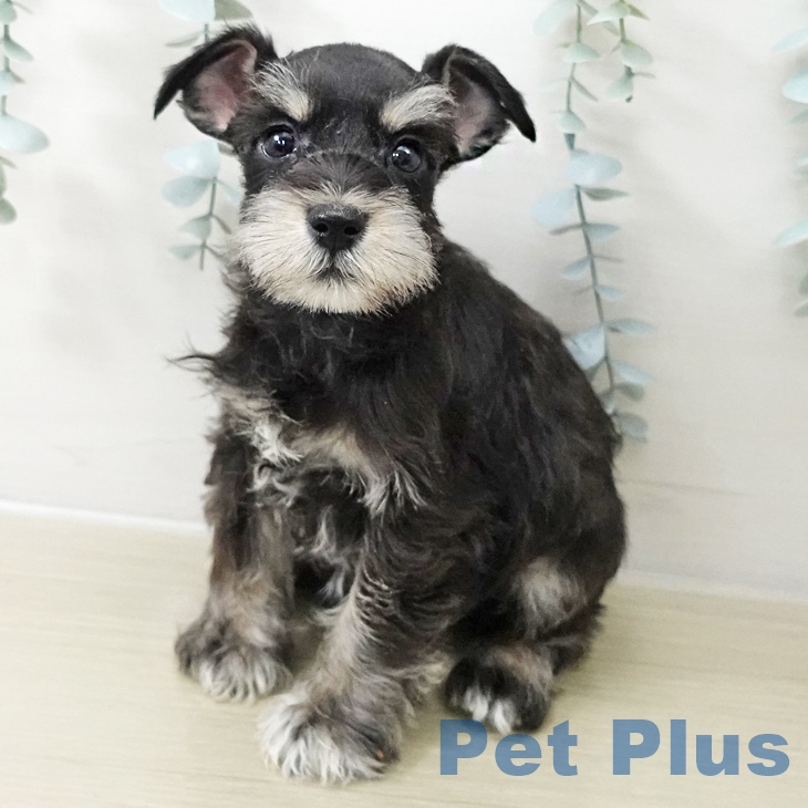 神奈川県のミニチュアシュナウザー (ペットプラス テラスモール湘南店/2025年11月12日生まれ/女の子/ブラックシルバー)の子犬の2枚目の画像