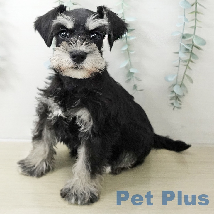 山梨県のミニチュアシュナウザー (ペットプラス 甲府国母店/2025年11月12日生まれ/女の子/ブラックシルバー)の子犬の1枚目の画像
