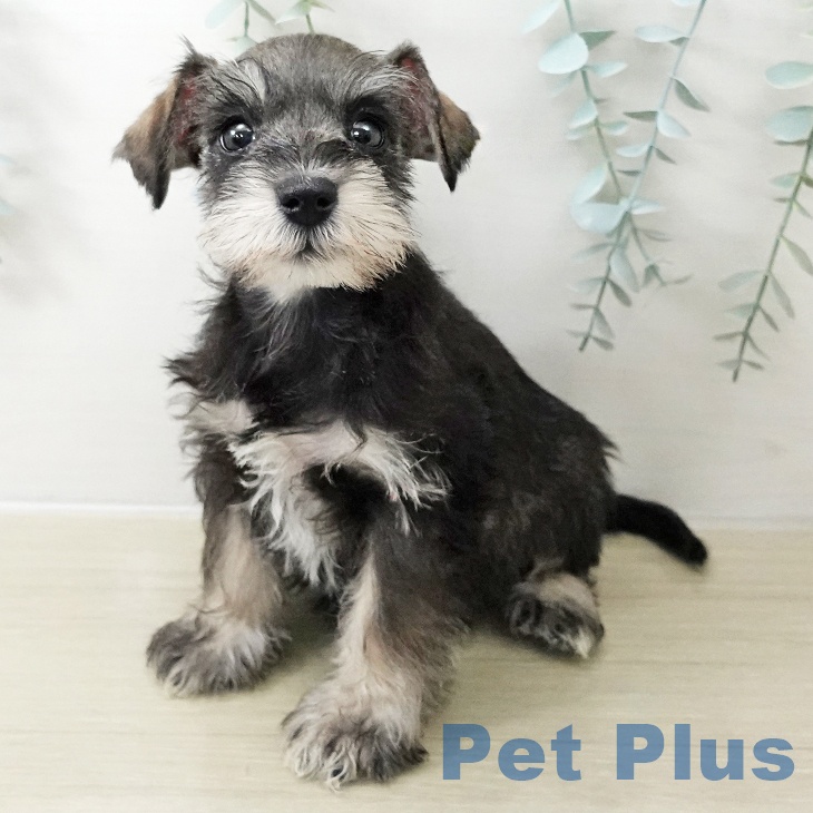 埼玉県のミニチュアシュナウザー (ペットプラス ららぽーと富士見店/2025年11月12日生まれ/女の子/ソルトペッパー)の子犬の1枚目の画像