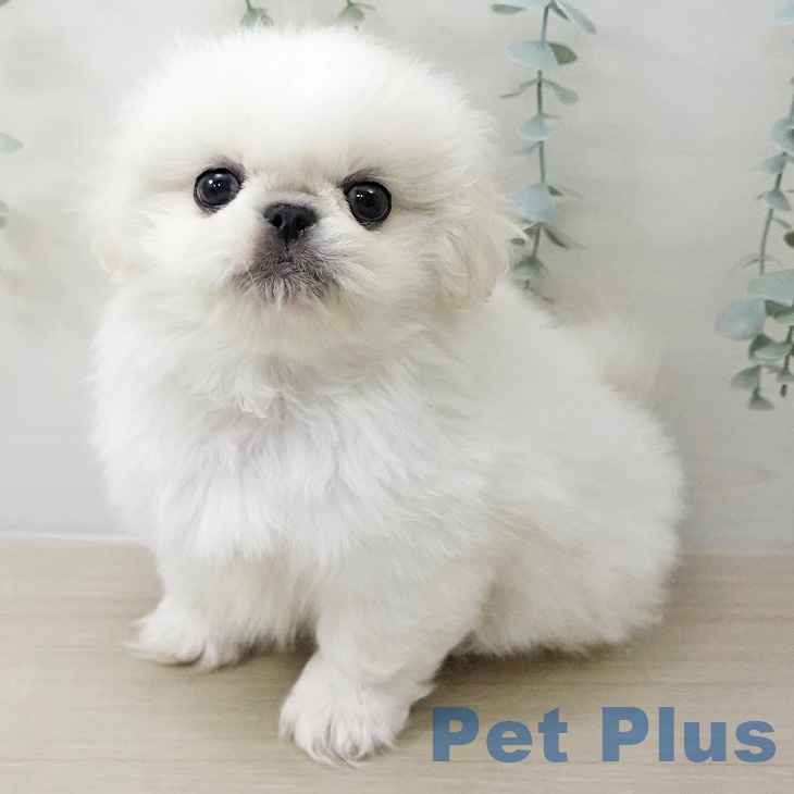 長野県のペキニーズ (ペットプラス 松本店/2025年11月11日生まれ/男の子/ホワイトクリーム)の子犬の1枚目の画像