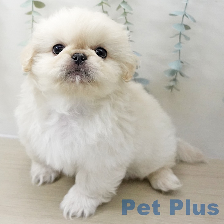 福島県のペキニーズ (ペットプラス 福島店/2025年11月11日生まれ/男の子/ホワイトクリーム)の子犬の2枚目の画像