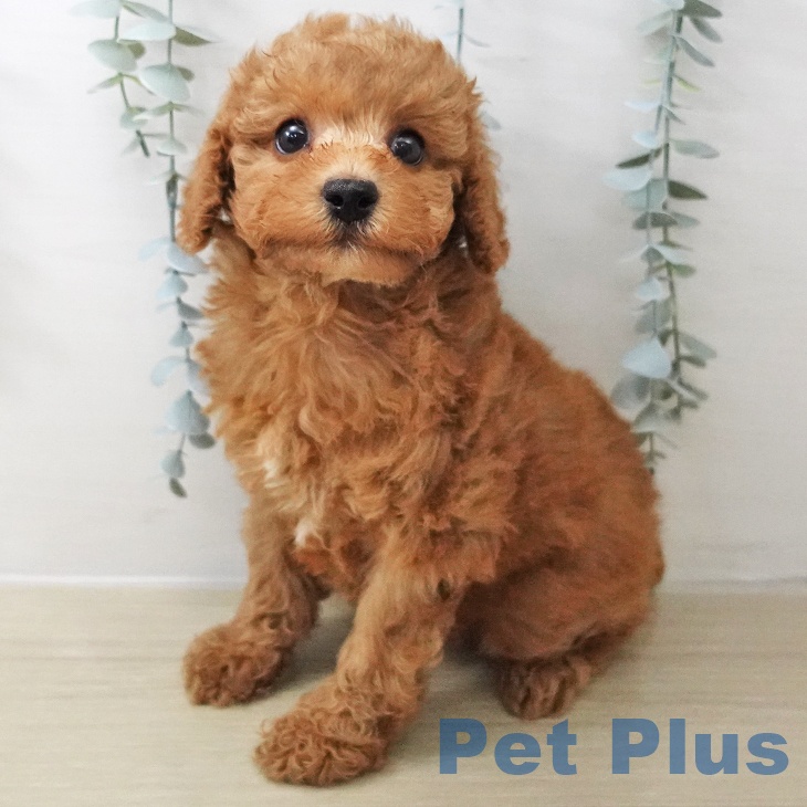 長野県のトイプードル(トイ) (ペットプラス 長野店/2025年11月12日生まれ/女の子/レッド)の子犬の1枚目の画像