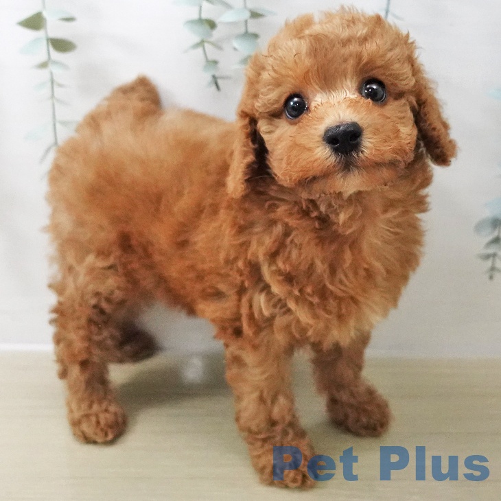 長野県のトイプードル(トイ) (ペットプラス 長野店/2025年11月12日生まれ/女の子/レッド)の子犬の2枚目の画像