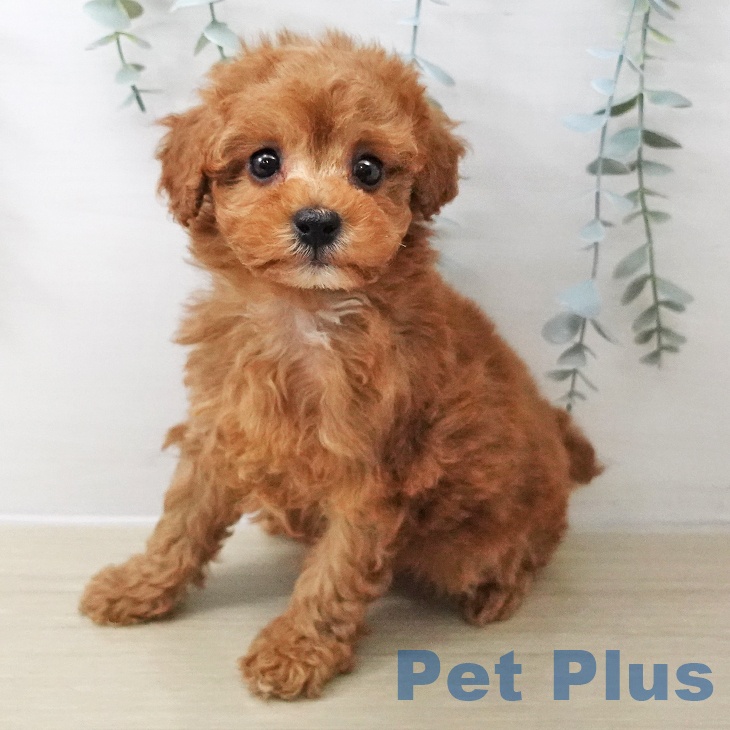 長野県のトイプードル(トイ) (ペットプラス 松本店/2025年11月12日生まれ/女の子/レッド)の子犬の1枚目の画像