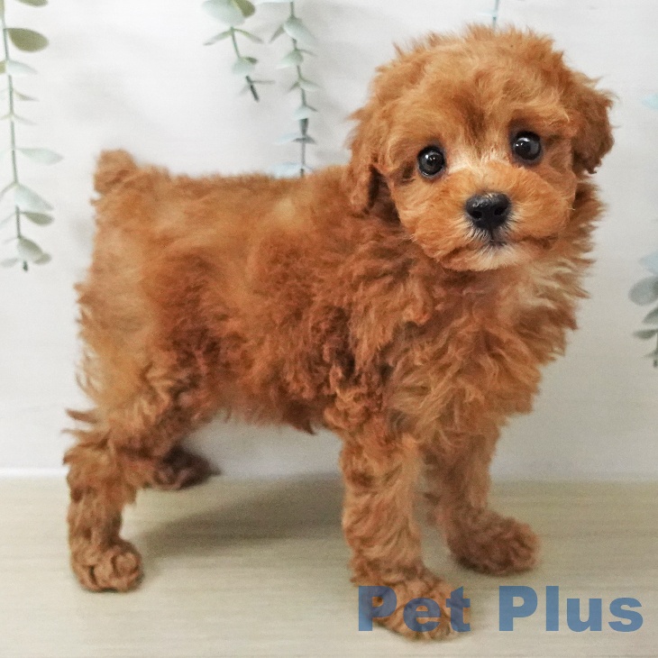 長野県のトイプードル(トイ) (ペットプラス 松本店/2025年11月12日生まれ/女の子/レッド)の子犬の2枚目の画像