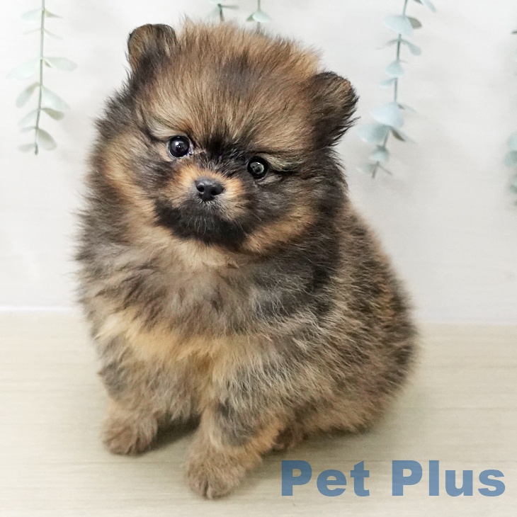 埼玉県のポメラニアン (ペットプラス ららぽーと富士見店/2025年11月12日生まれ/男の子/オレンジ)の子犬の1枚目の画像