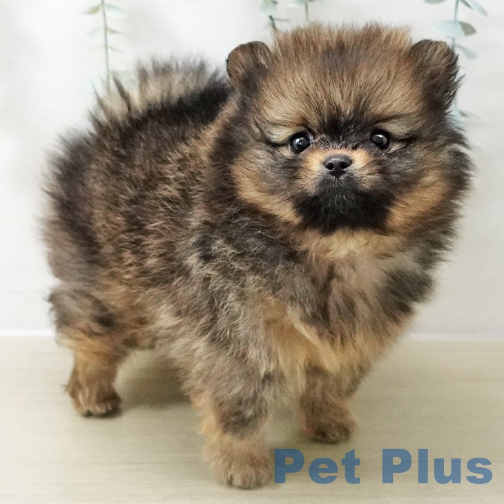 埼玉県のポメラニアン (ペットプラス ららぽーと富士見店/2025年11月12日生まれ/男の子/オレンジ)の子犬の2枚目の画像