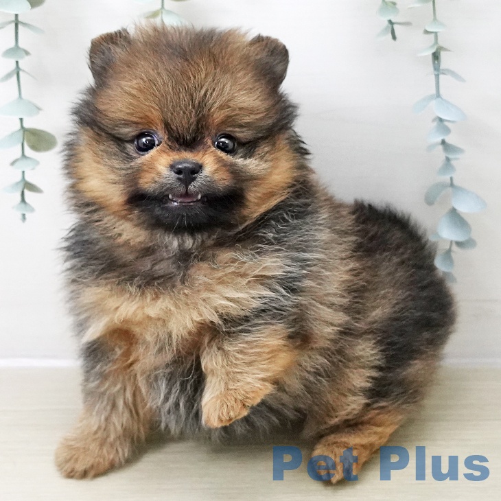 千葉県のポメラニアン (ペットプラス 幕張新都心店/2025年11月12日生まれ/女の子/オレンジ)の子犬の1枚目の画像