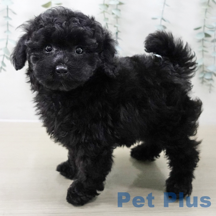 山梨県のトイプードル(トイ) (ペットプラス 甲府国母店/2025年11月6日生まれ/男の子/ブラック)の子犬の2枚目の画像