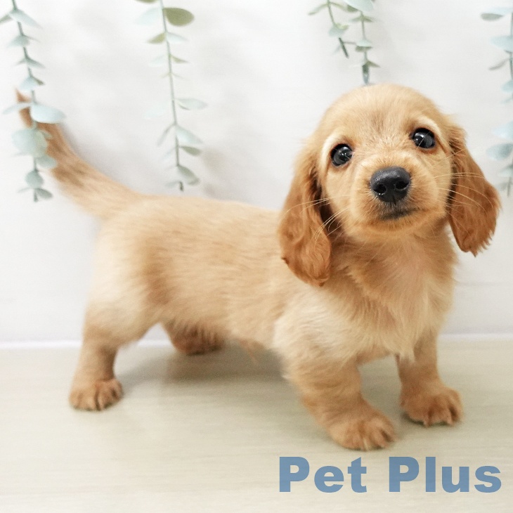 神奈川県のミニチュアダックスフンド(ロング) (ペットプラス 湘南平塚店/2025年11月11日生まれ/男の子/イエロー)の子犬