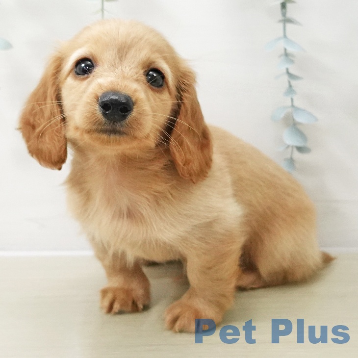 神奈川県のミニチュアダックスフンド(ロング) (ペットプラス 湘南平塚店/2025年11月11日生まれ/男の子/イエロー)の子犬の2枚目の画像