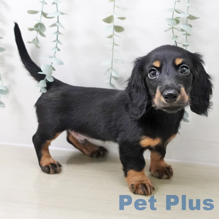神奈川県のミニチュアダックスフンド(ロング) (ペットプラス 天王町店/2025年11月11日生まれ/男の子/ブラックタン)の子犬の1枚目の画像