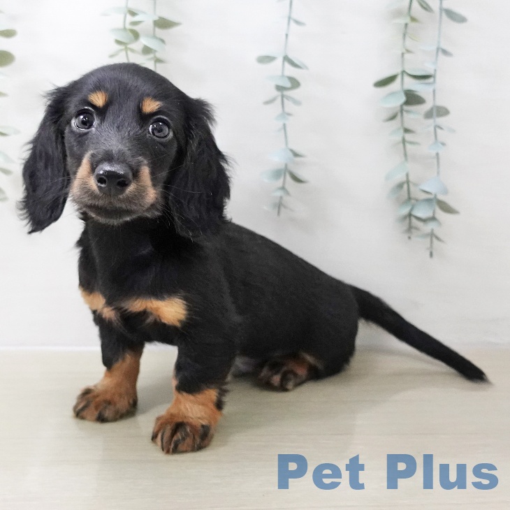 神奈川県のミニチュアダックスフンド(ロング) (ペットプラス 天王町店/2025年11月11日生まれ/男の子/ブラックタン)の子犬の2枚目の画像