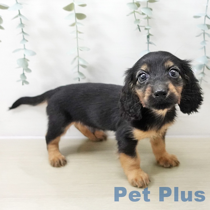 東京都のミニチュアダックスフンド(ロング) (ペットプラス むさし村山店/2025年11月11日生まれ/男の子/ブラックタン)の子犬の1枚目の画像