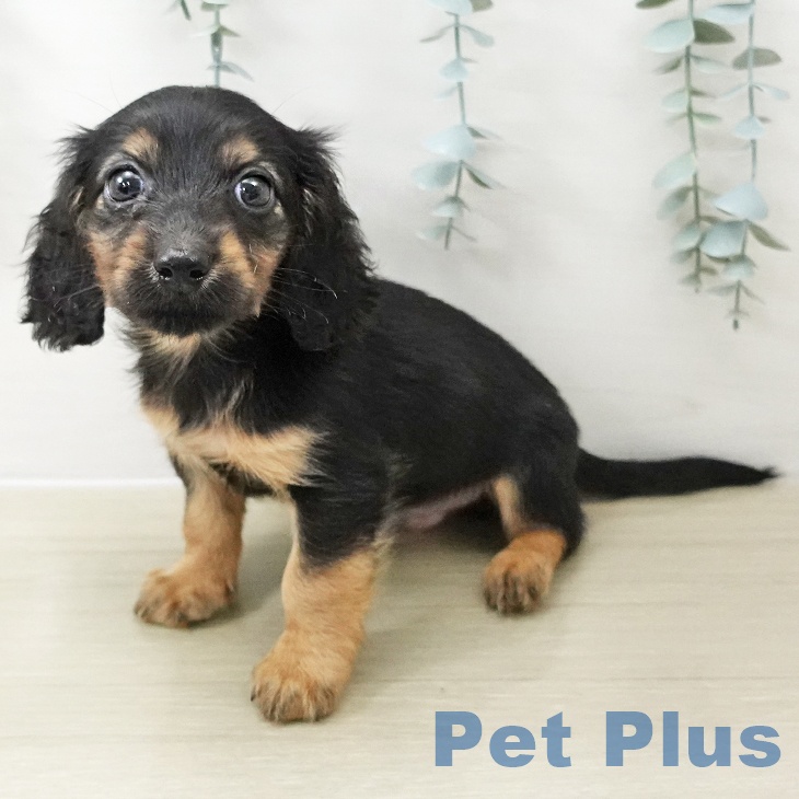 東京都のミニチュアダックスフンド(ロング) (ペットプラス むさし村山店/2025年11月11日生まれ/男の子/ブラックタン)の子犬の2枚目の画像