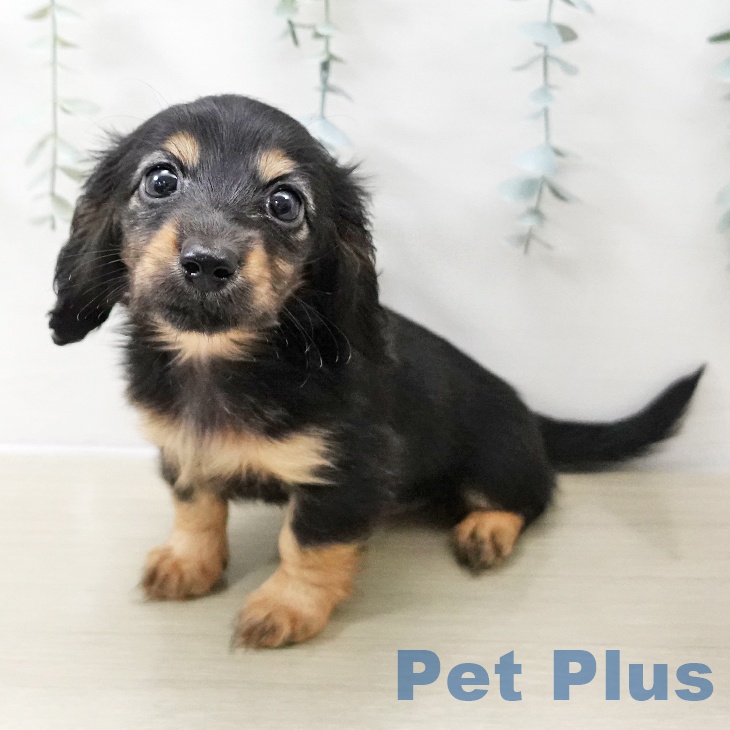 埼玉県のミニチュアダックスフンド(ロング) (ペットプラス ららぽーと富士見店/2025年11月11日生まれ/女の子/ブラックタン)の子犬の1枚目の画像