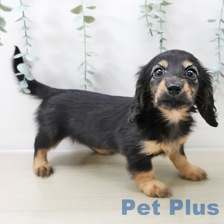 埼玉県のミニチュアダックスフンド(ロング) (ペットプラス ららぽーと富士見店/2025年11月11日生まれ/女の子/ブラックタン)の子犬の2枚目の画像