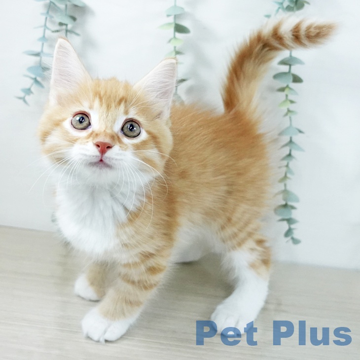 千葉県のサイベリアン (ペットプラス 幕張新都心店/2025年11月8日生まれ/男の子/レッドタビーホワイト)の子猫の1枚目の画像