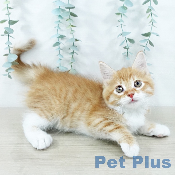 千葉県のサイベリアン (ペットプラス 幕張新都心店/2025年11月8日生まれ/男の子/レッドタビーホワイト)の子猫の2枚目の画像