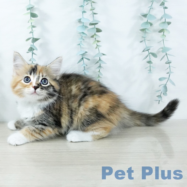 長野県のサイベリアン (ペットプラス 松本店/2025年11月8日生まれ/女の子/ブラウンパッチドタビーホワイト)の子猫の1枚目の画像