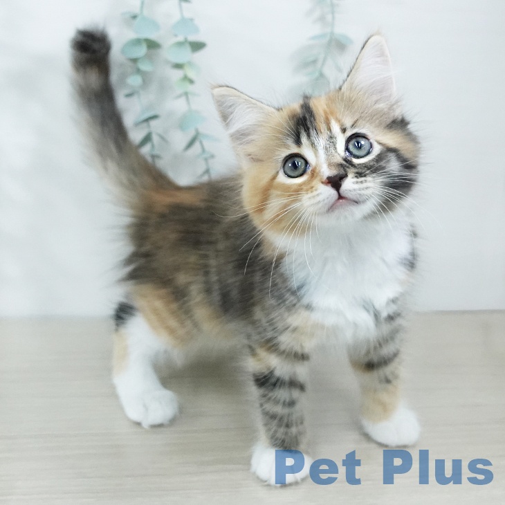 長野県のサイベリアン (ペットプラス 松本店/2025年11月8日生まれ/女の子/ブラウンパッチドタビーホワイト)の子猫の2枚目の画像