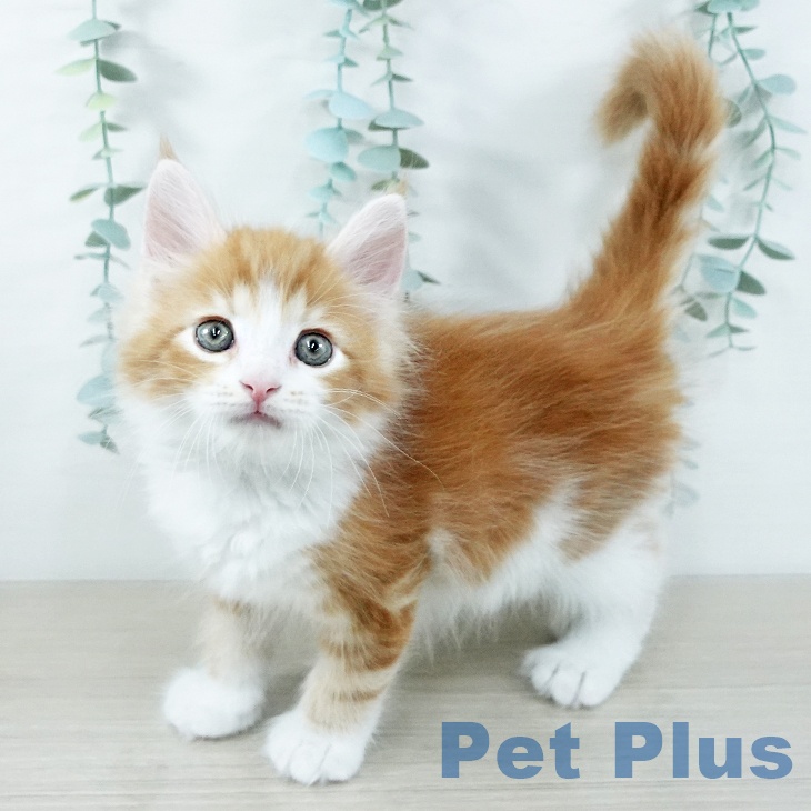 千葉県のサイベリアン (ペットプラス 船橋店/2025年11月12日生まれ/男の子/レッドタビーホワイト)の子猫の1枚目の画像