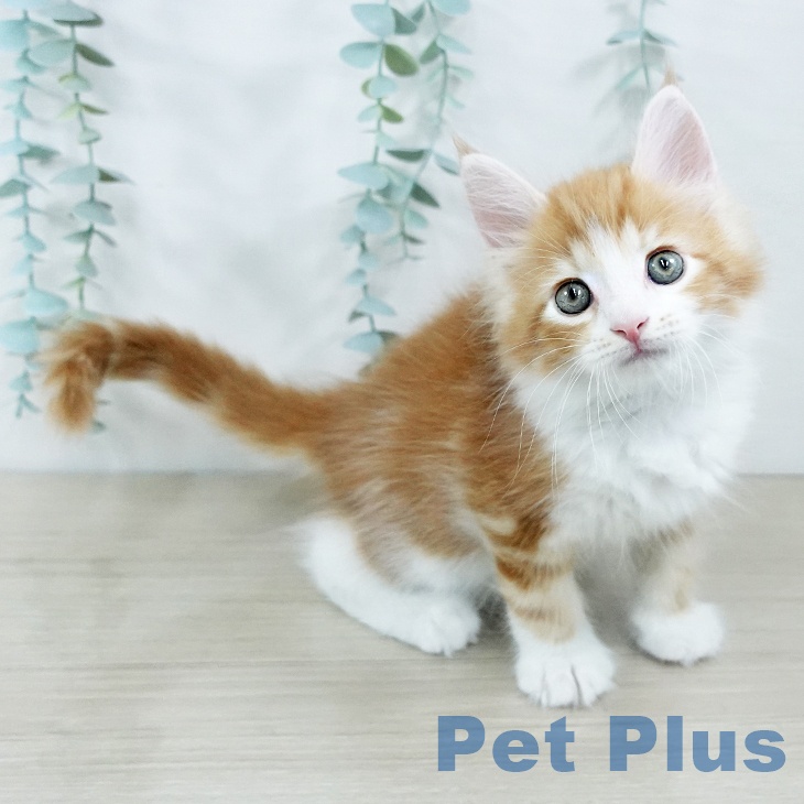 千葉県のサイベリアン (ペットプラス 船橋店/2025年11月12日生まれ/男の子/レッドタビーホワイト)の子猫の2枚目の画像