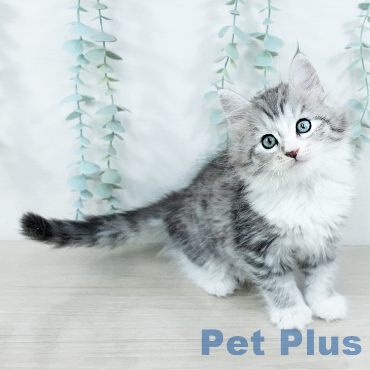 千葉県のサイベリアン (ペットプラス 幕張新都心店/2025年11月12日生まれ/男の子/シルバータビーホワイト)の子猫の1枚目の画像