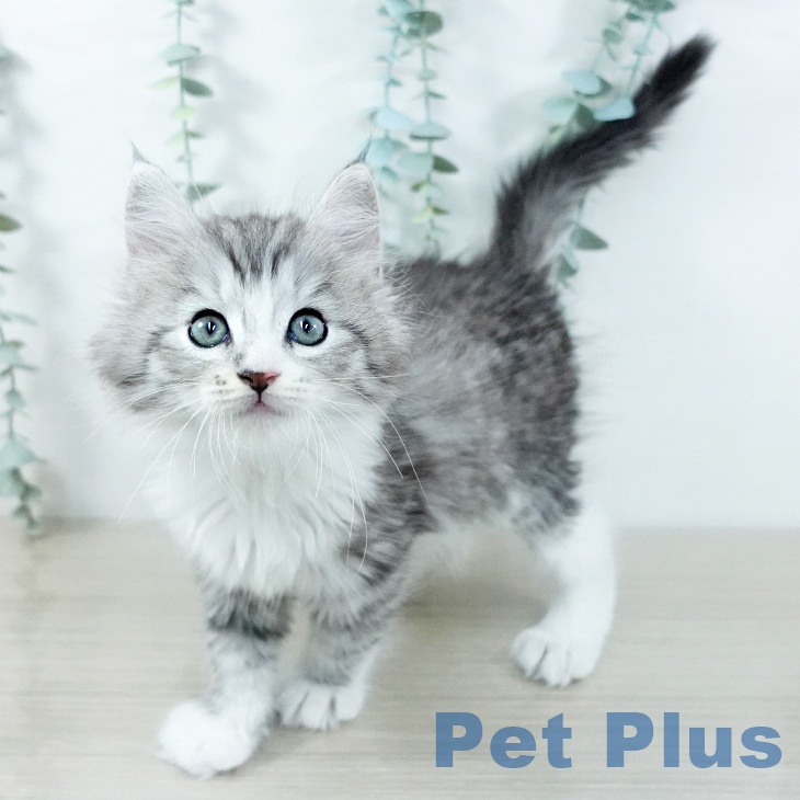 千葉県のサイベリアン (ペットプラス 幕張新都心店/2025年11月12日生まれ/男の子/シルバータビーホワイト)の子猫の2枚目の画像