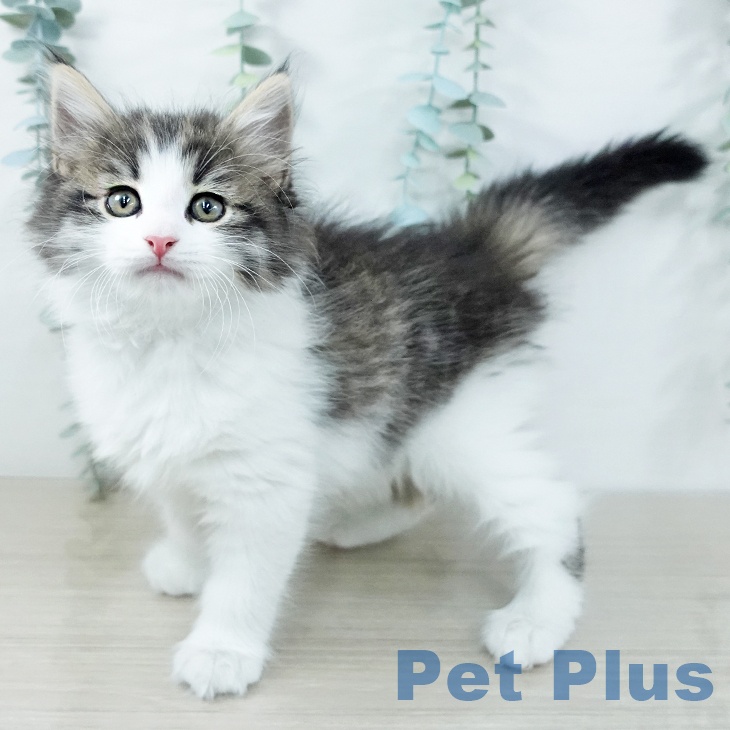 千葉県のサイベリアン (ペットプラス ユーカリが丘店/2025年11月12日生まれ/女の子/ブラウンタビーホワイト)の子猫の1枚目の画像
