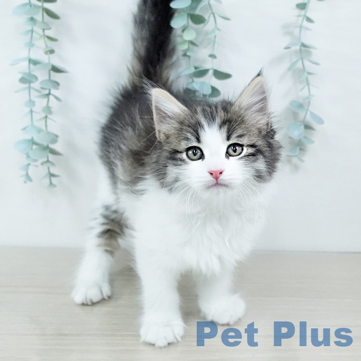 千葉県のサイベリアン (ペットプラス ユーカリが丘店/2025年11月12日生まれ/女の子/ブラウンタビーホワイト)の子猫の2枚目の画像