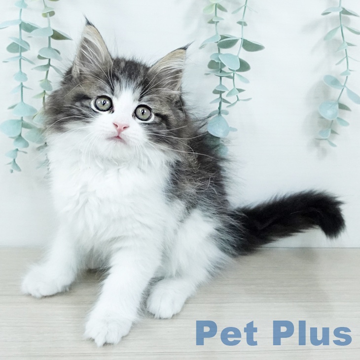 千葉県のサイベリアン (ペッツワン 千葉ニュータウン店/2025年11月12日生まれ/女の子/ブラウンタビーホワイト)の子猫の1枚目の画像