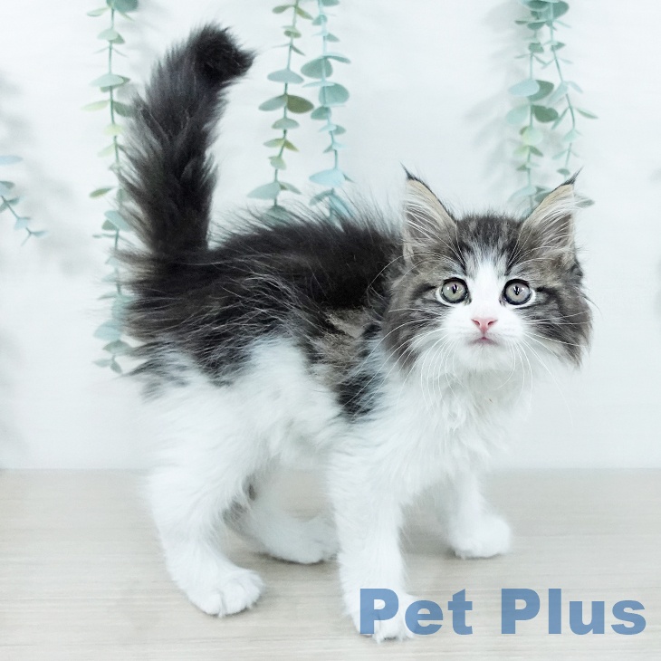 千葉県のサイベリアン (ペッツワン 千葉ニュータウン店/2025年11月12日生まれ/女の子/ブラウンタビーホワイト)の子猫の2枚目の画像