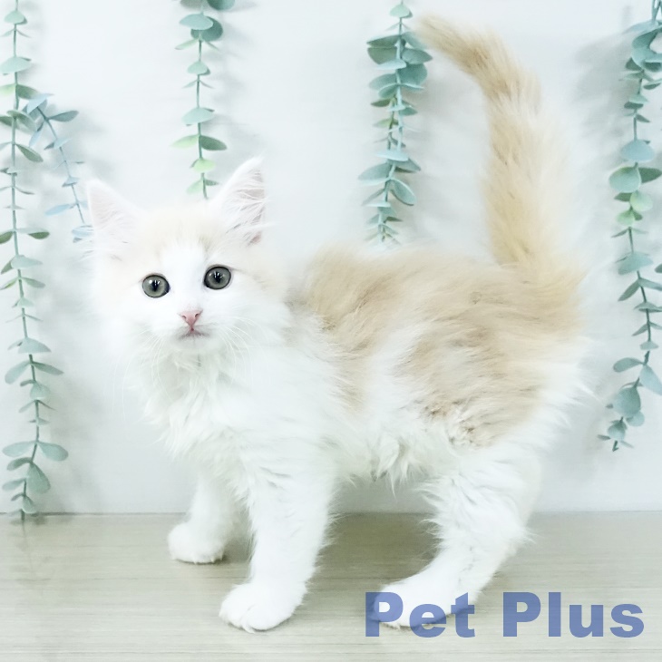 千葉県のノルウェージャンフォレストキャット (ペットプラス 幕張新都心店/2025年11月8日生まれ/女の子/クリームタビーホワイト)の子猫の1枚目の画像