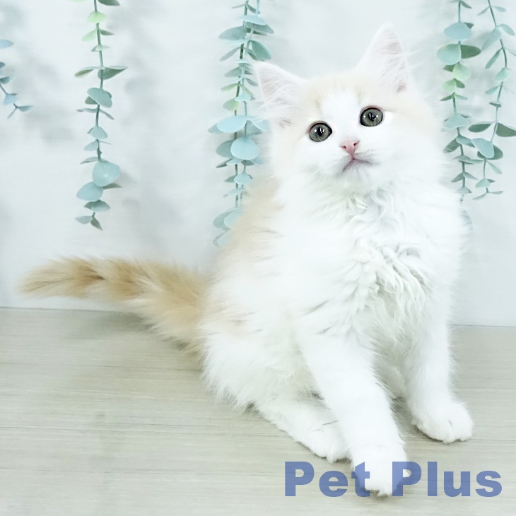 千葉県のノルウェージャンフォレストキャット (ペットプラス 幕張新都心店/2025年11月8日生まれ/女の子/クリームタビーホワイト)の子猫の2枚目の画像