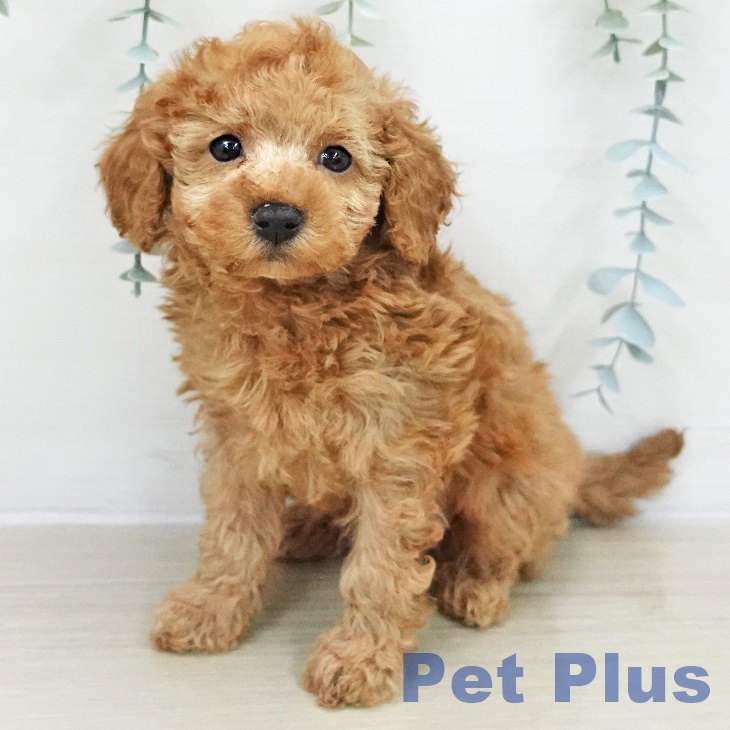 神奈川県のトイプードル(トイ) (ペットプラス 武蔵小杉店/2025年11月11日生まれ/男の子/レッドフォーン)の子犬の1枚目の画像