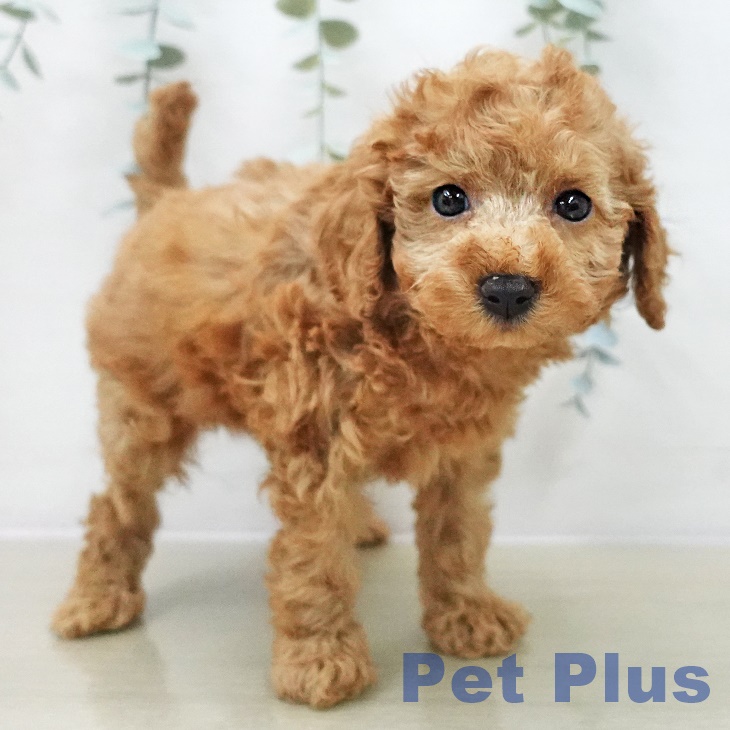 神奈川県のトイプードル(トイ) (ペットプラス 武蔵小杉店/2025年11月11日生まれ/男の子/レッドフォーン)の子犬の2枚目の画像