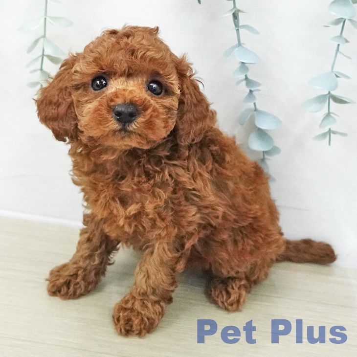 宮城県のトイプードル(トイ) (ペットプラス 仙台上杉店/2025年11月11日生まれ/女の子/レッドフォーン)の子犬