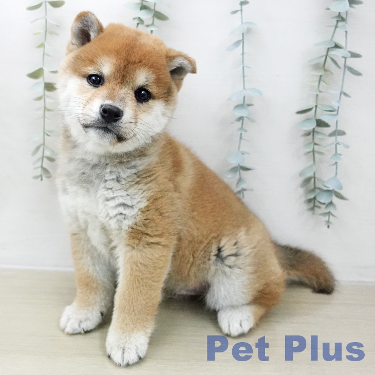 神奈川県の柴犬(標準サイズ) (ペットプラス 天王町店/2025年11月6日生まれ/男の子/赤)の子犬の1枚目の画像