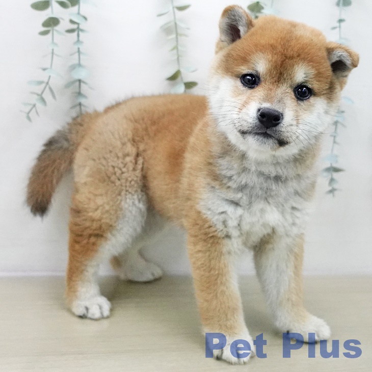 神奈川県の柴犬(標準サイズ) (ペットプラス 天王町店/2025年11月6日生まれ/男の子/赤)の子犬の2枚目の画像