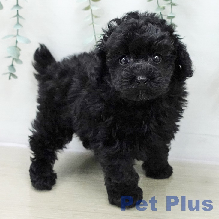 埼玉県のトイプードル(トイ) (ペットプラス ららぽーと富士見店/2025年11月13日生まれ/男の子/シルバー)の子犬の1枚目の画像