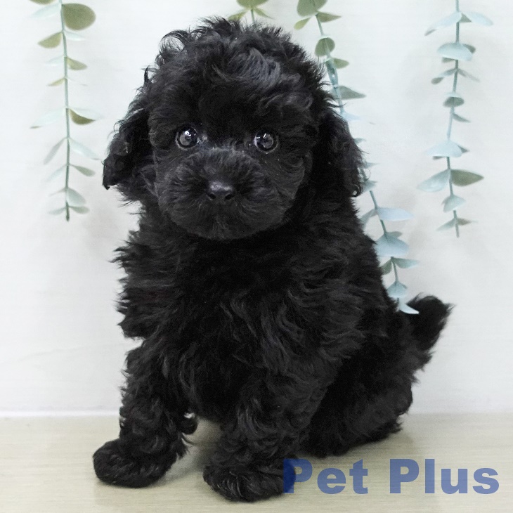 埼玉県のトイプードル(トイ) (ペットプラス ららぽーと富士見店/2025年11月13日生まれ/男の子/シルバー)の子犬の2枚目の画像