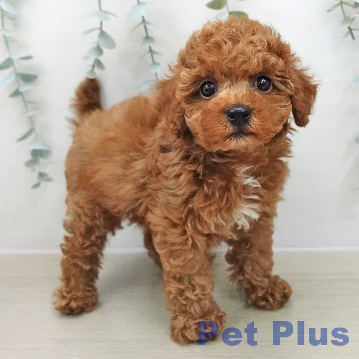 埼玉県のトイプードル(トイ) (ペットプラス ららぽーと富士見店/2025年11月11日生まれ/男の子/レッド)の子犬の1枚目の画像