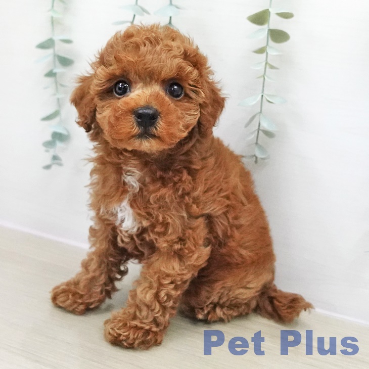 埼玉県のトイプードル(トイ) (ペットプラス ららぽーと富士見店/2025年11月11日生まれ/男の子/レッド)の子犬の2枚目の画像