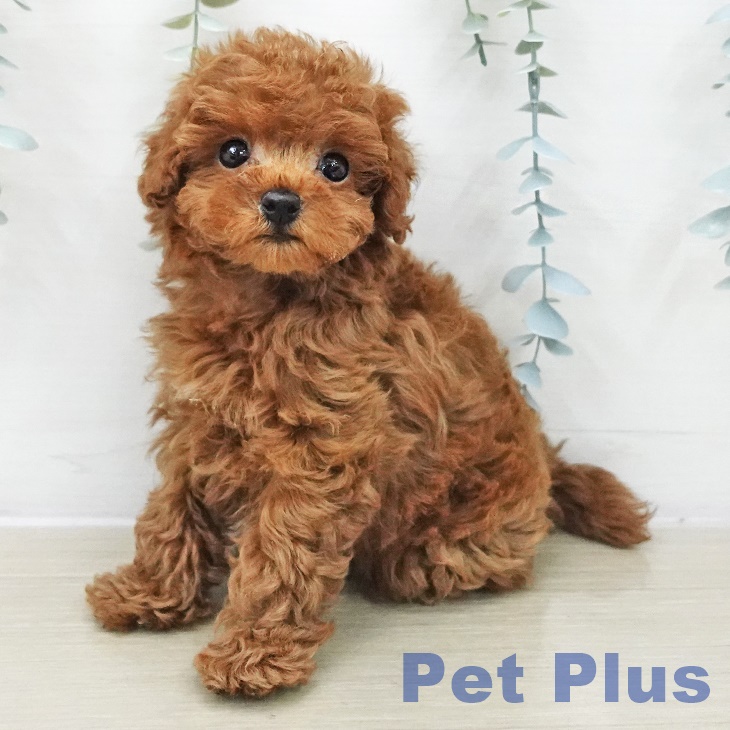 埼玉県のトイプードル(トイ) (ペットプラス コクーンシティ店/2025年11月11日生まれ/男の子/レッド)の子犬の2枚目の画像