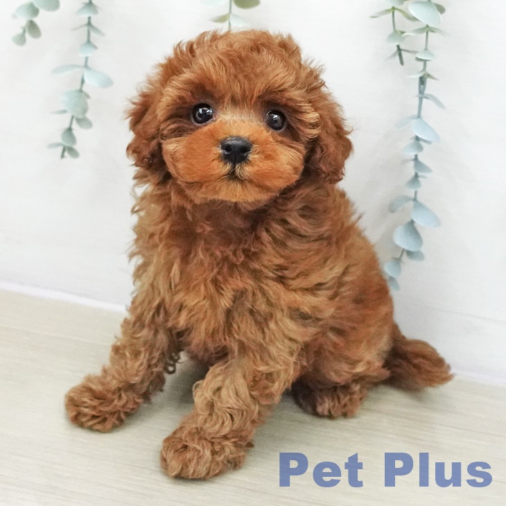 東京都のトイプードル(トイ) (ペットプラス アクアシティお台場店/2025年11月11日生まれ/女の子/レッド)の子犬の1枚目の画像