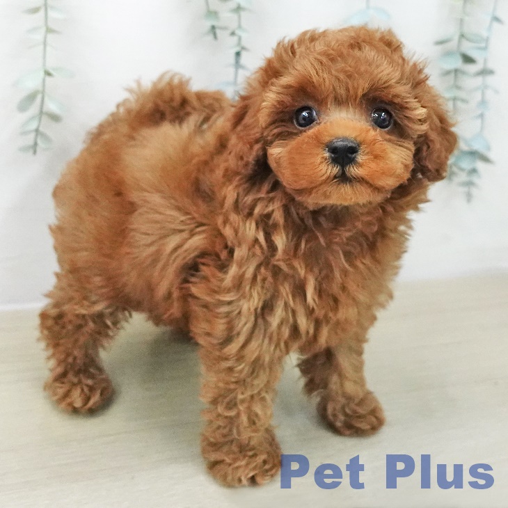 東京都のトイプードル(トイ) (ペットプラス アクアシティお台場店/2025年11月11日生まれ/女の子/レッド)の子犬の2枚目の画像